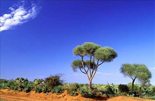 马达加斯加,风景,靠近,植被