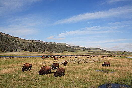 美洲野牛,野牛,牧群,放牧,黄石国家公园,怀俄明