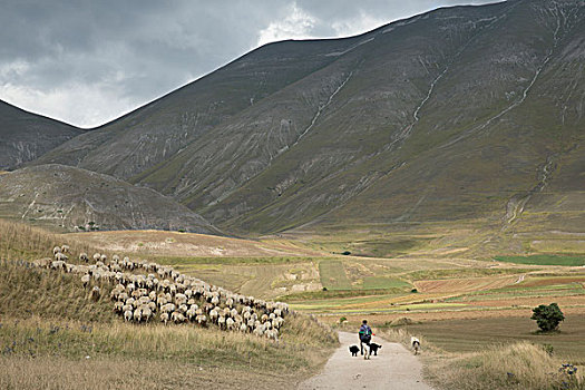 牧羊人,狗,羊群,走,乡间小路,地点,小,山,意大利