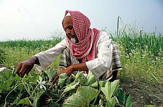 新,农业,农民,医生,葫芦属植物,孟加拉