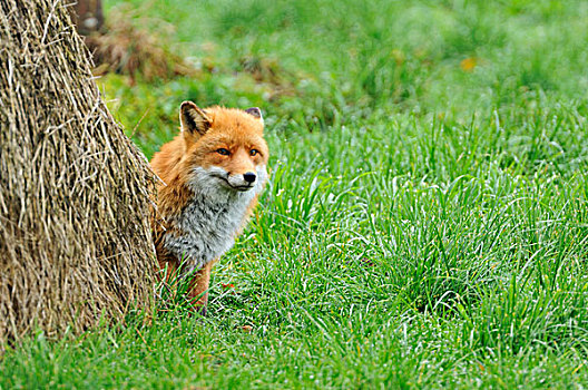 红狐,狐属,干草堆