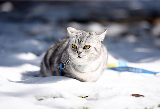 雪中的宠物猫
