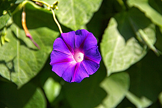 一朵紫色喇叭花
