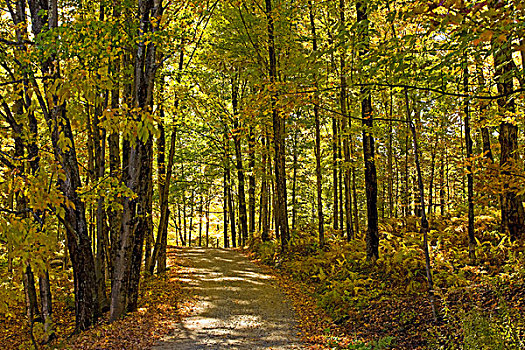 小路,树林,魁北克,加拿大