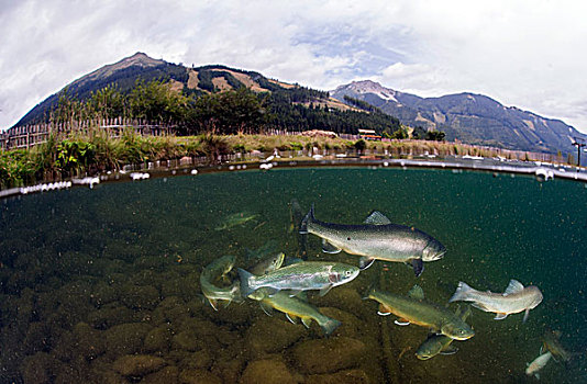 湖,成群,溪红点鲑,虹鳟鱼,施蒂里亚,奥地利,欧洲