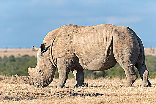白犀牛,吃,干草,自然保护区,肯尼亚,非洲
