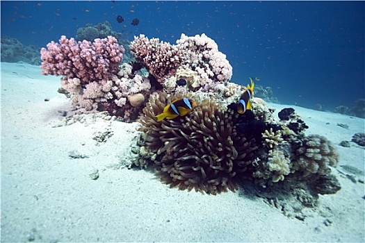海葵,珊瑚