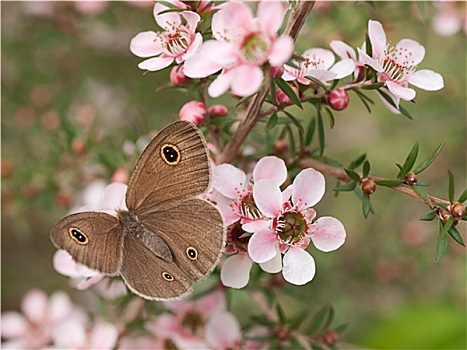 春天,微暗,蝴蝶,澳大利亚,花