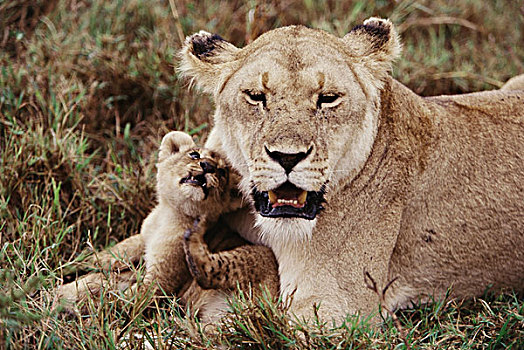 肯尼亚,狮子,坐,幼兽,大幅,尺寸