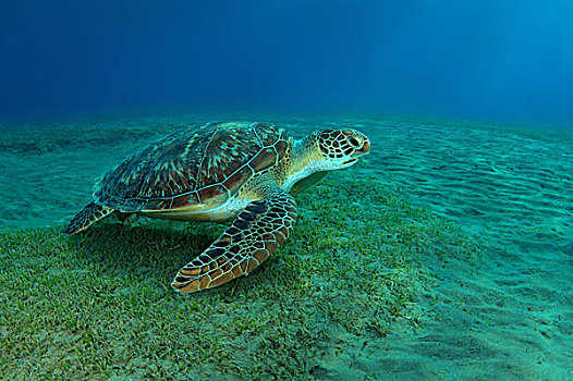 绿海龟,龟类,红海,阿布达巴卜,埃及,非洲