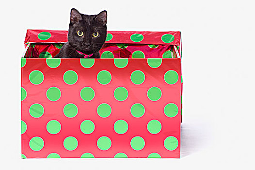 黑猫,红色,绿色,圆点花纹,礼盒,艾伯塔省,加拿大