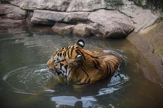 野生动物园里正在戏水的东北老虎
