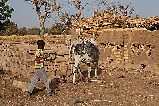 布基纳法索,乡村,公里,瓦加杜古,孩子,跑,后面,母牛,牧群