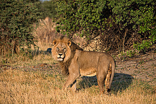 雄性,狮子,看镜头,站立,草地,博茨瓦纳,非洲,大幅,尺寸
