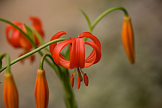 百合,花,欧洲