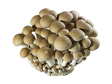 辛辣,沙拉白色,纸袋香菇,蘑菇鲑鱼,饭盒白色,蘑菇蘑菇白色,蘑菇蘑菇