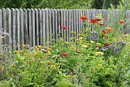 花园栅栏,彩色,花