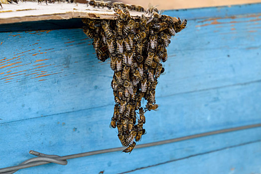 开端,蜜蜂,小,成群,纸板,纸,蜂场