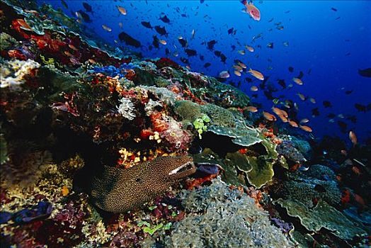 海鳗,珊瑚礁,巴厘岛,印度尼西亚