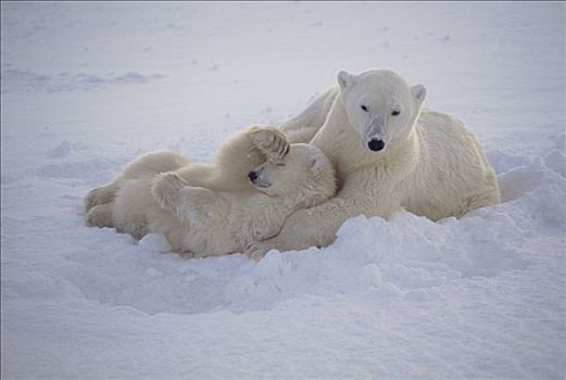 北极熊,母兽,休息,幼兽,雪中,丘吉尔市,曼尼托巴,加拿大