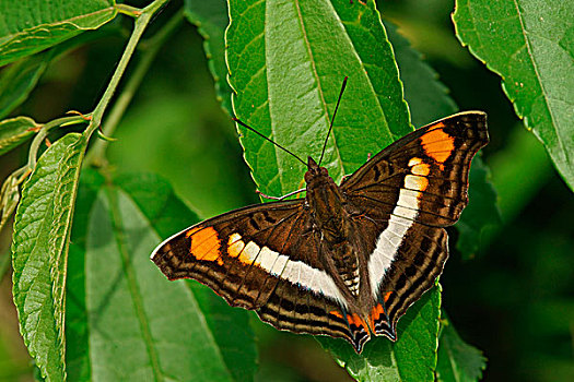 蛱蝶科,热带,蝴蝶,琳达,伊瓜苏国家公园,巴西,南美