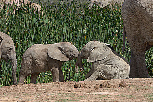 非洲,灌木,大象,非洲象,小动物,玩,阿多大象国家公园,东开普省,南非