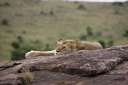 雌狮,狮子,休息,石头,马赛马拉国家保护区,肯尼亚