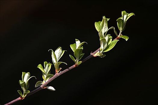 细枝,新鲜,叶子,芽,自然,逆光,深色背景