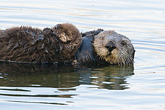 海獭,母亲,幼仔,低湿地,蒙特利湾,加利福尼亚