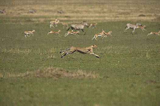 印度豹,追逐,瞪羚,斑马