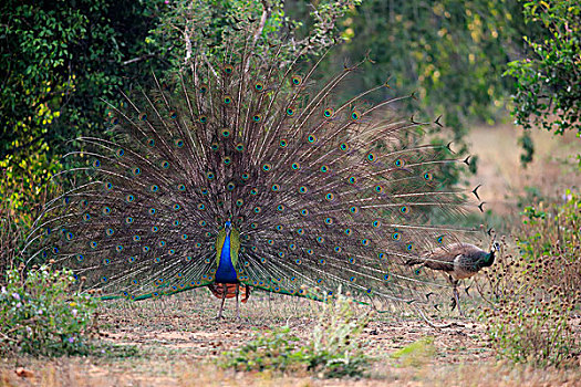 印度,孔雀,蓝色,蓝孔雀,成年,羽毛,示爱,情侣,国家公园,斯里兰卡,亚洲