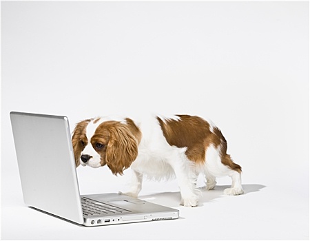 可爱,小狗,笔记本电脑