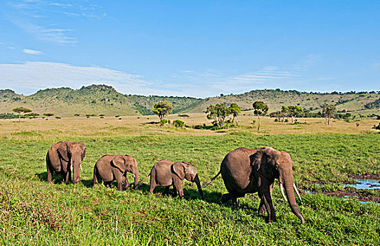 肯尼亚,马赛马拉,非洲,高草,麦赛-玛拉国家公园