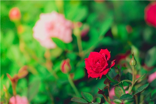 玫瑰,花园