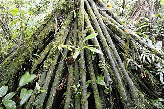 根部,棕榈树,哥斯达黎加