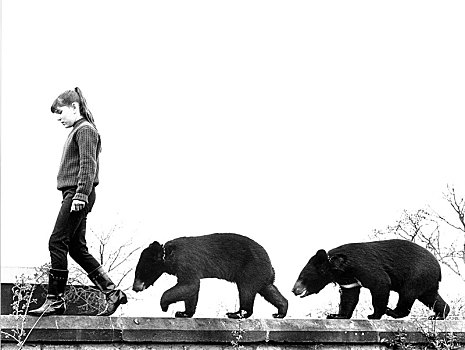 女孩,平衡性,两个,棕熊,幼兽,墙壁,英格兰,英国