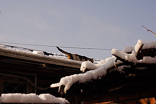 地坛公园雪景