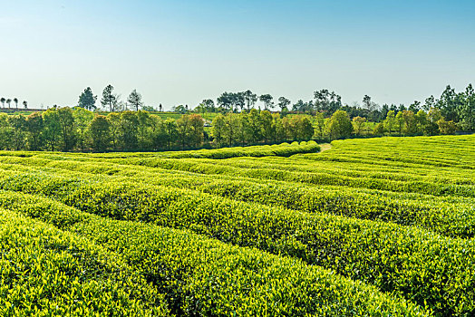 绿色的茶园,南昌凤凰沟