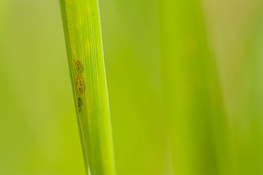蚜虫,草地,叶片