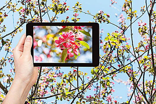 照相,粉色,花,苹果树,平板电脑