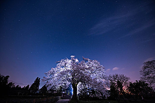 樱花,星空