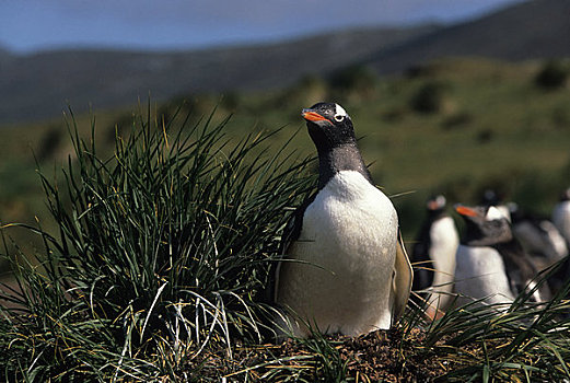 巴布亚企鹅,生物群,企鹅,巢穴