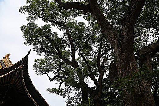 普陀山普济寺里的古树