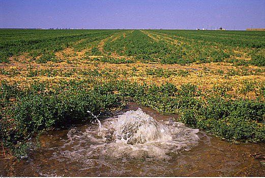 灌溉,加利福尼亚,美国