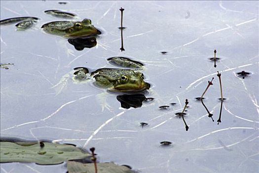 2004年,一对,青蛙,宫殿,水塘,靠近