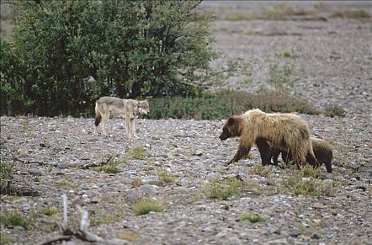 大灰熊,棕熊,母兽,靠近,灰狼,狼,驼鹿,美洲驼鹿,畜体,德纳利国家公园和自然保护区,阿拉斯加
