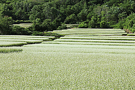 荞麦田