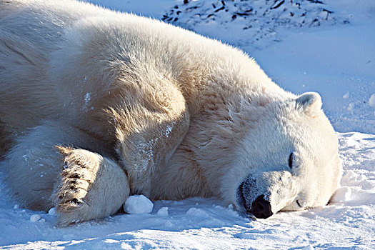 北極熊,睡覺,曼尼托巴,加拿大