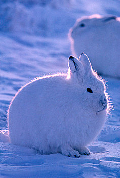 北美,加拿大,艾利斯摩尔岛,北极兔