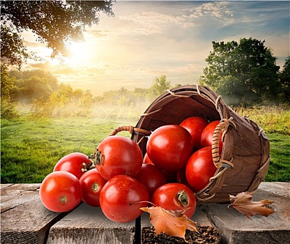 西红柿,风景